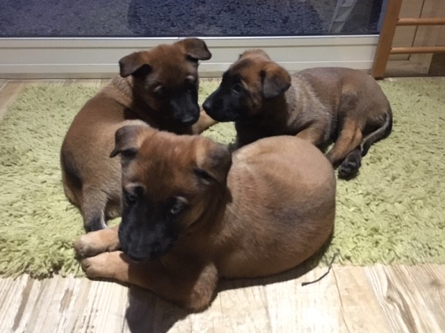 Élevage de bergers belges malinois : 3 chiots dans la maison