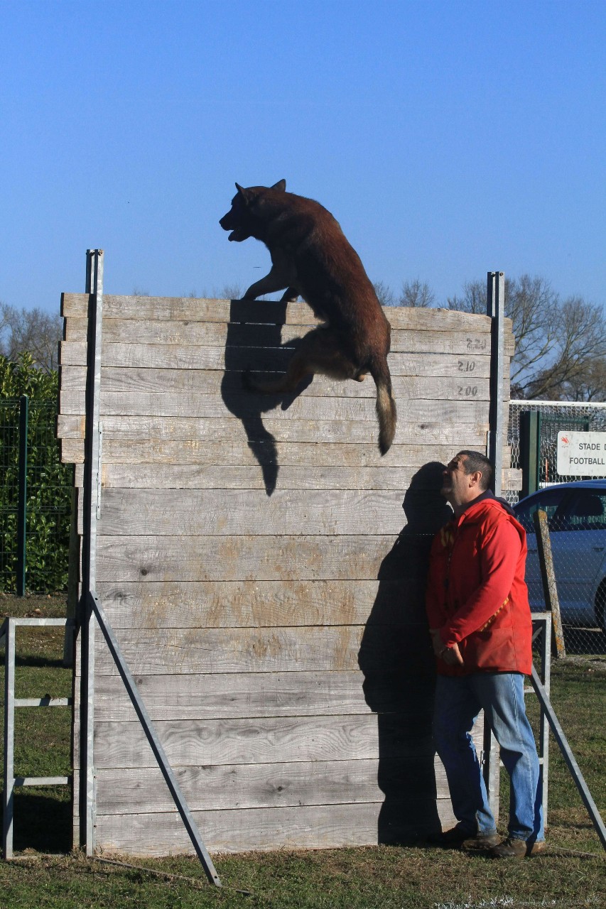 Le berger belge malinois Harro franchit le maxi à la palissade