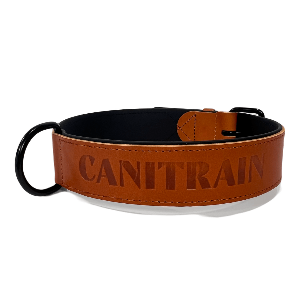 Équipement pour chien : collier cuir fabriqué et vendu par Canitrain dans le Tarn