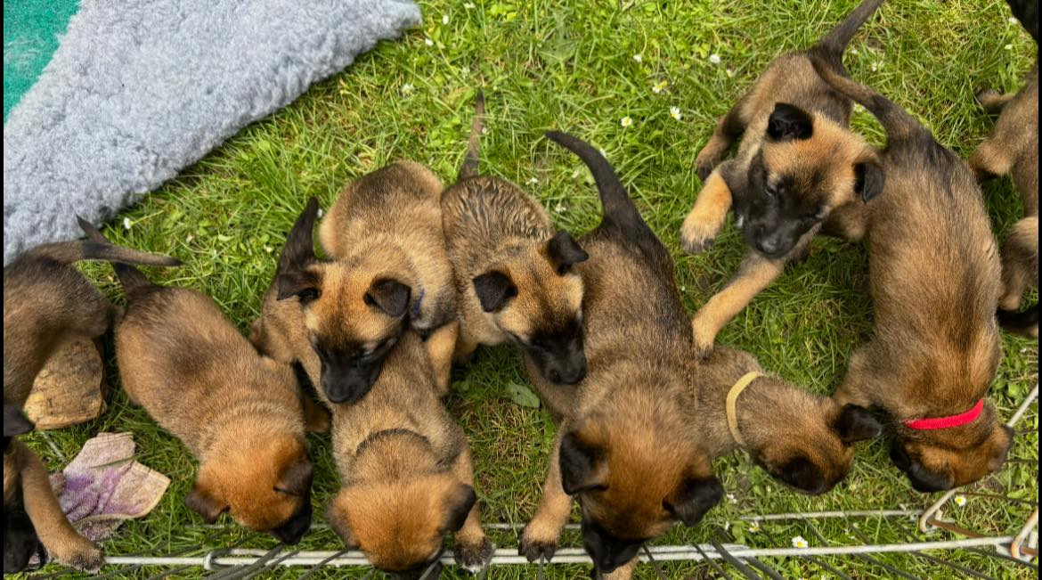 Chiot berger belge malinois de la portée 2025