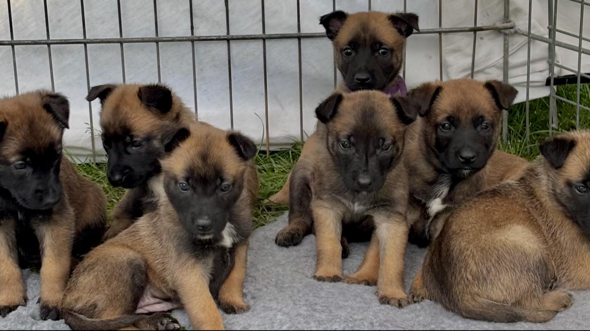 Chiots bergers belges malinois de la portée 2025
