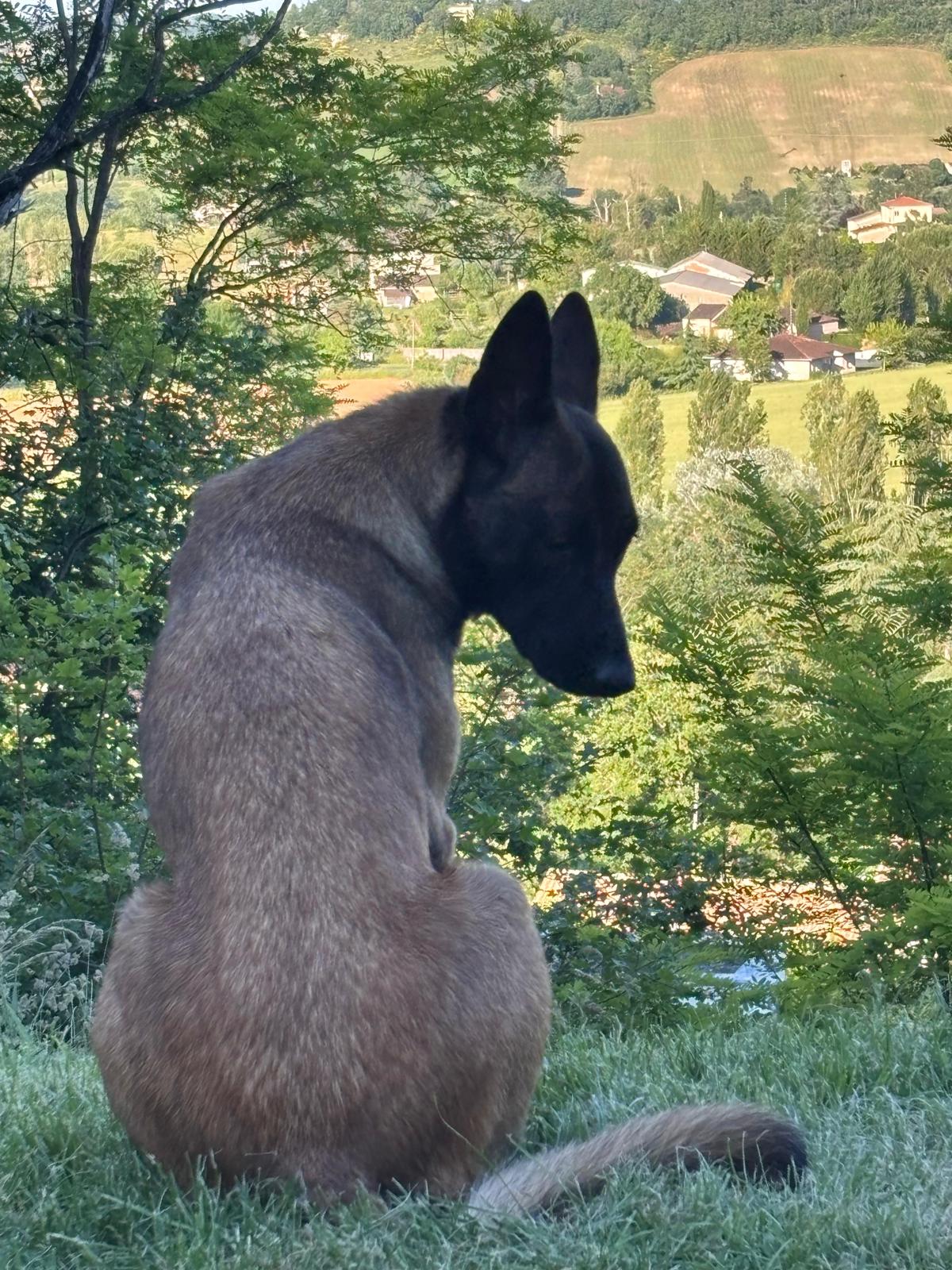 Élevage de bergers belges malinois :Taïga, reproductrice