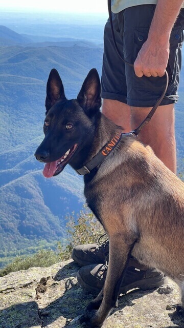 Taïga berger belge malinois et Jean-François Holleville éducateur canin