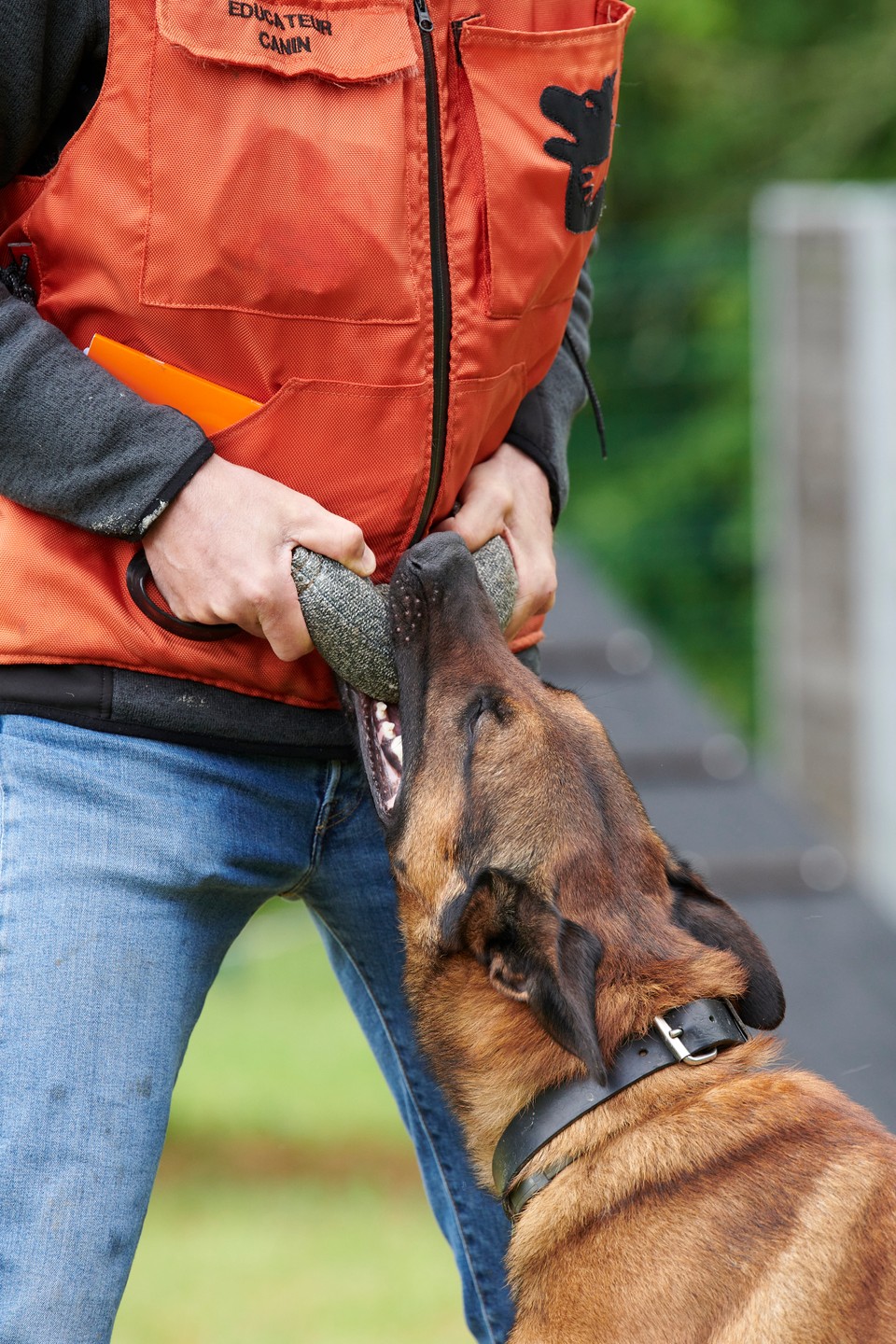 Éducation canine : récompense et jeu du chien